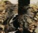 Yoji Shinkawa's artwork of Old Snake and Liquid Ocelot from MGS 4.
